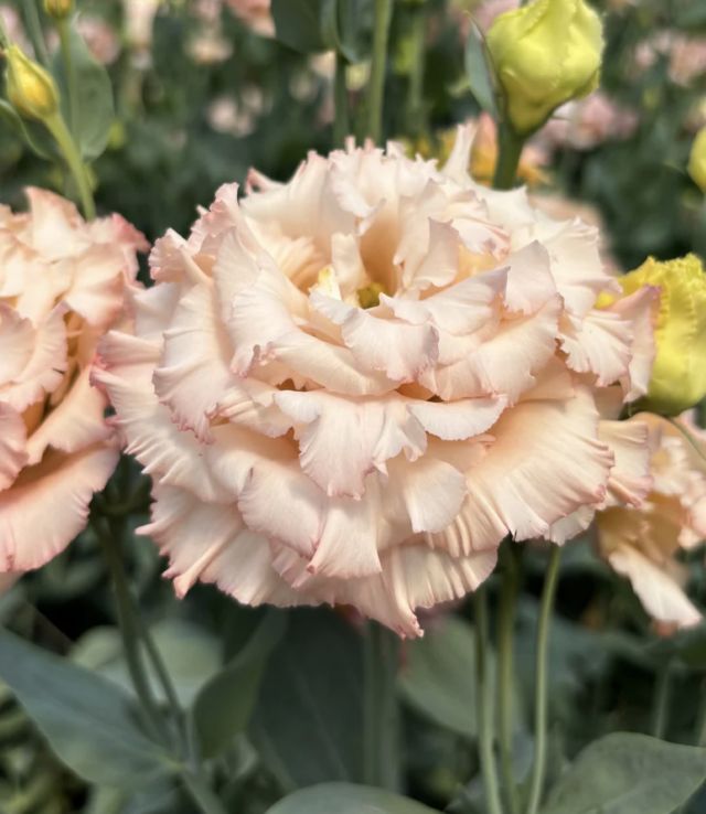 Corelli Lisianthus Apricot