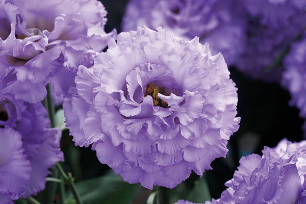 Corelli Lisianthus Lavender