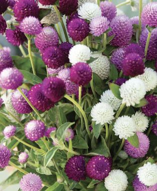 Audray Gomphrena