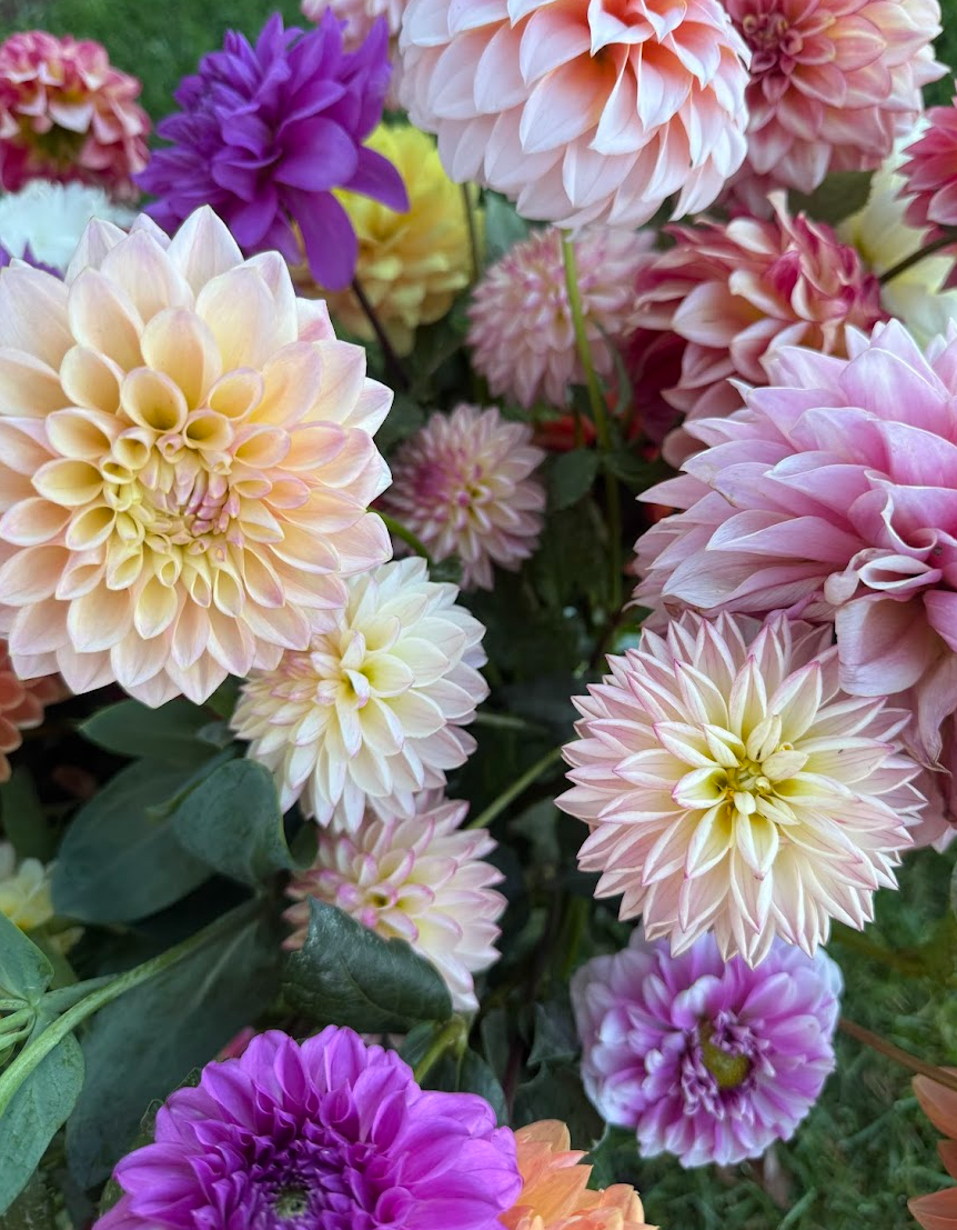 Beautiful dahlia arrangements from The Flower Dad