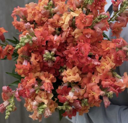 Madame Butterfly Snapdragon