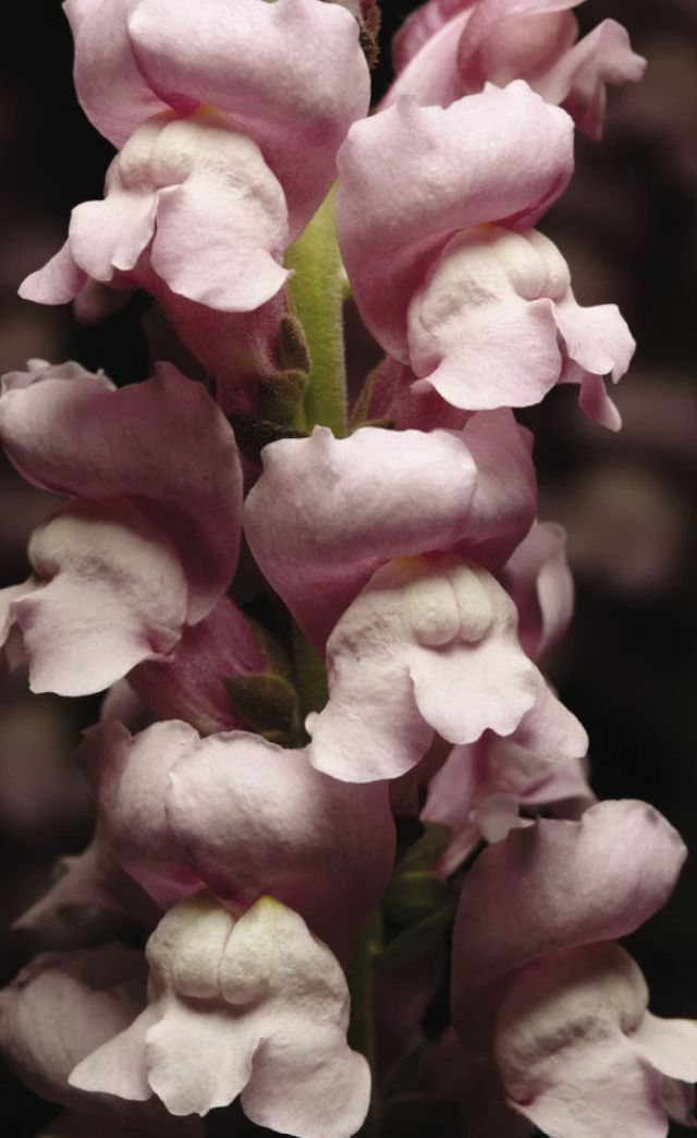 Maryland Lavender Snapdragon