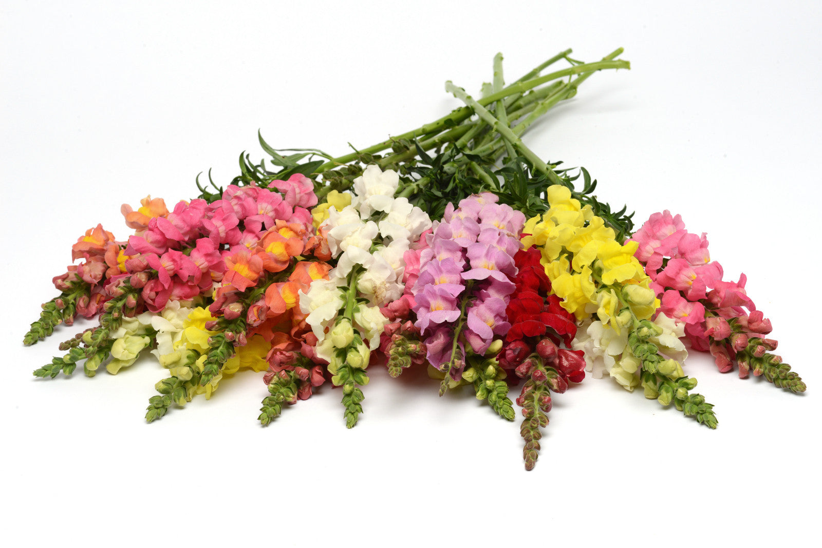 Rocket Mix Snapdragon