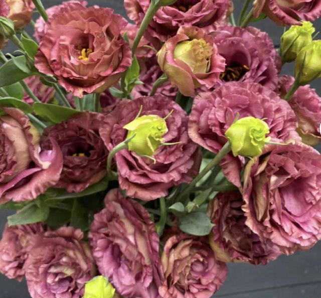 Rosanne Lisianthus