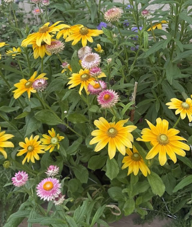 Irish Spring Rudbeckia