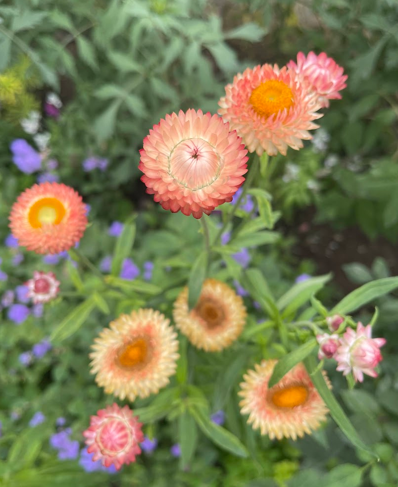 Strawflowers