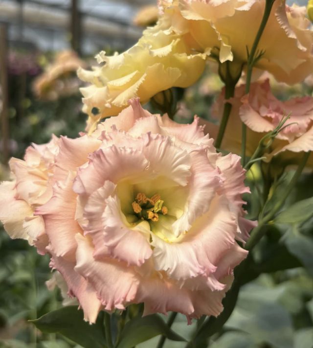 Voyage Lisianthus