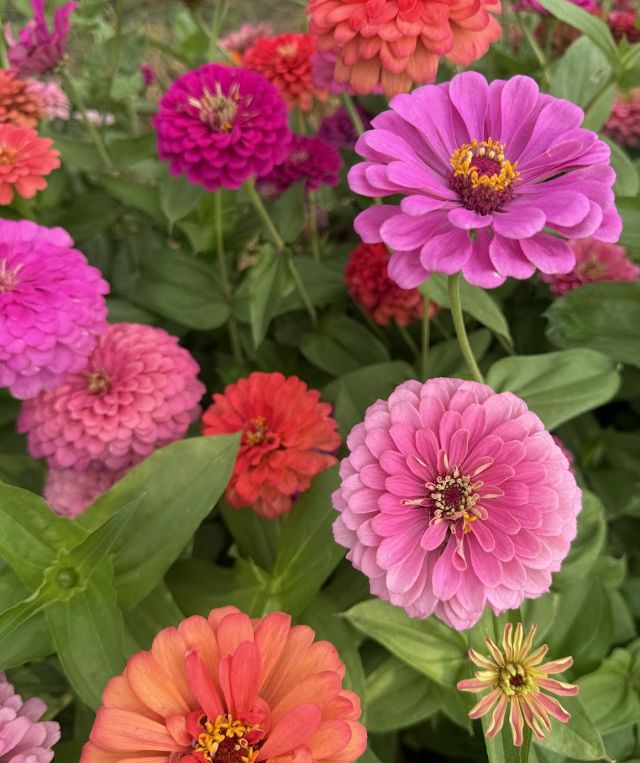 Zinnias Bright Mix