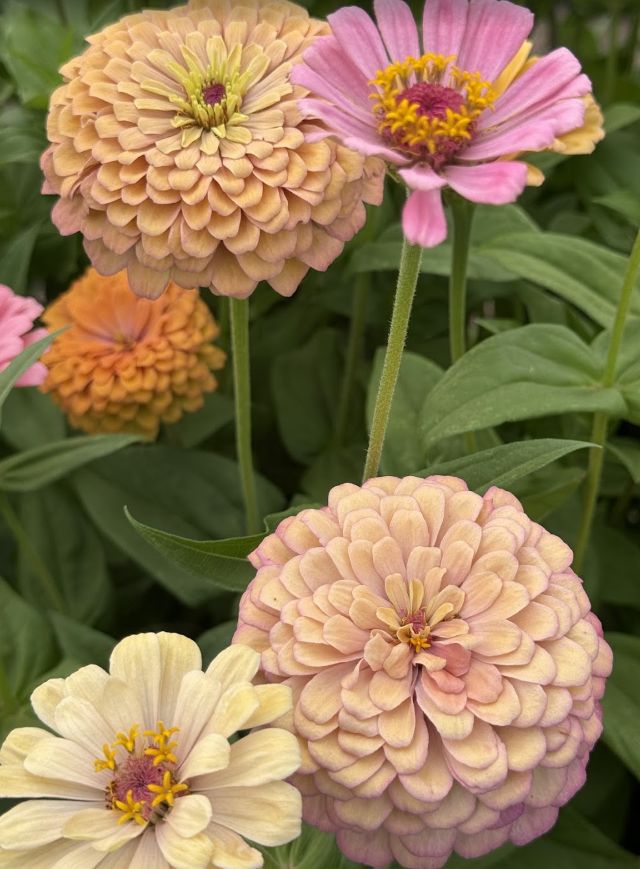 Zinnias Soft Mix